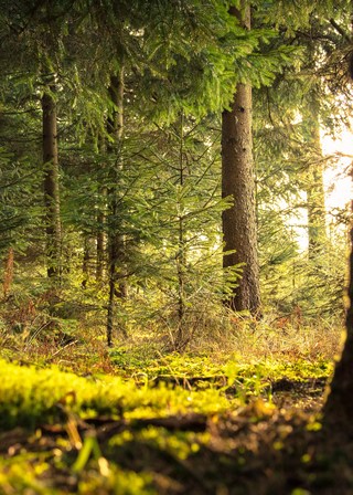 Atelier La Forêt Enchantée, Vacances en famille, Loisirs-créativité